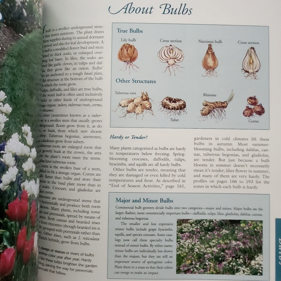 Annuals, Perennials & Bulbs - Picture 4 of 7